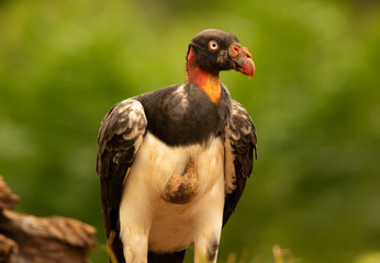 King Vulture in Costa Rica Rainforest
