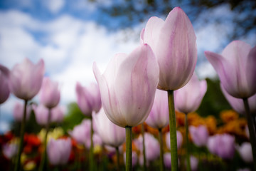 Obraz premium Tulip field. Beautiful blooms from low angle. Beautiful spring day with blue sky and white clouds. Unique perspective. 