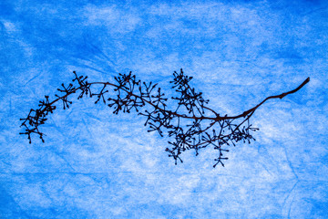 Still life with an empty grape branch on a blue background.