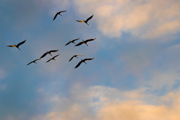 Kraniche fliegen am Himmel im Sonnenuntergang