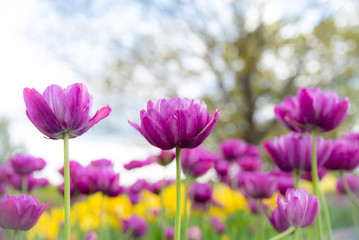 Obraz premium Tulip field. Beautiful fancy frills, blooms from low angle. Beautiful spring day with blue sky and white clouds. Unique perspective. 