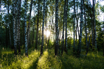 Sun shines through birches in a Russian forest. 