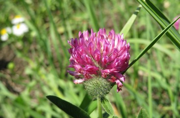 Purple clover flower in the meadow on natural green leaves background, closeup
