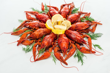 red lobsters, lemon slices and green herbs on white background