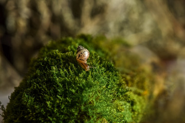 close up of young Achatina snail Achatina snail crawling on the green moss