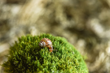 close up of young Achatina snail Achatina snail crawling on the green moss