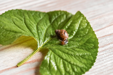 Achatina snail crawling on a green leaf close-up of young Achatina snail