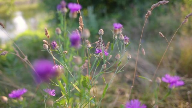 Closeup view of plenty of different growing plants in summer sunset meadow in countryside. Real time full hd video footage.