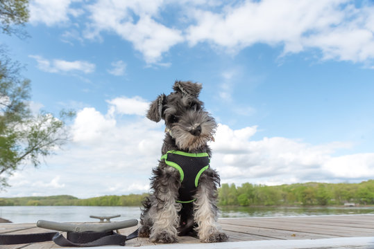 wide angle portrait of miniature schnauzer pup with soft focused background blue sky and clouds. He is sitting on a dock of a river. A sweet face with folded over ears. 