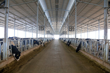 Cows eat grass in a farm