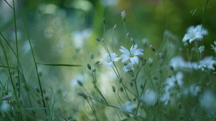 White flowers in garden