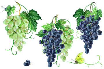 Set of black and green grapes, hand drawn watercolor.