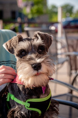 portrait of miniature schnauzer pup wearing red bandana with soft focused background. A sweet face with folded over ears. 