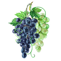 bunch of grapes isolated on white background