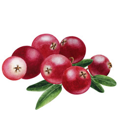 Cranberries, hand drown watercolor illustration.