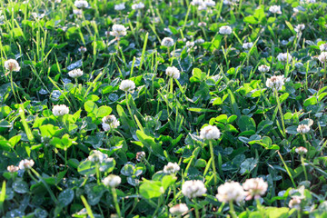 Blooming clover with water drops after rain on morning