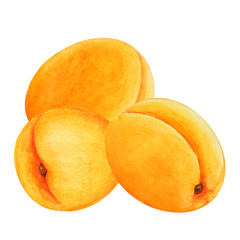 Fototapeta na wymiar Group of apricots on white background, watercolor.