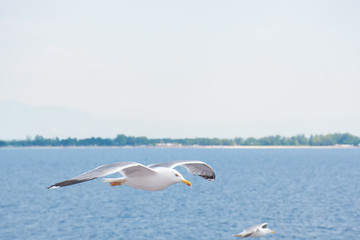 Gulls in the sky over Keramoti, Kavala, Greece