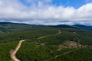 Fototapeta na wymiar A pine forest under a cloudy blue sky
