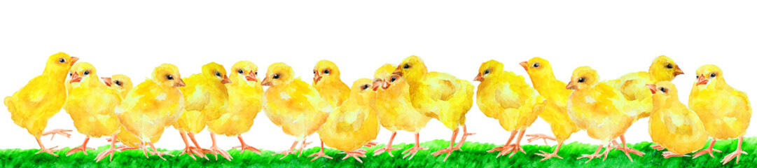 Group of yellow chickens on grass, panorama,watercolor.