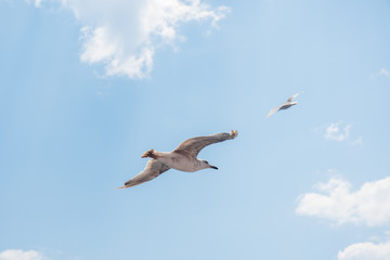 Gulls in the sky over Keramoti, Kavala, Greece