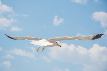 Gulls in the sky over Keramoti, Kavala, Greece