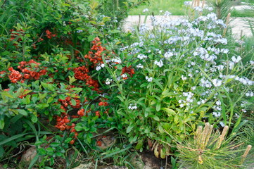 Fototapeta na wymiar blooming red quince and blue forget-me-nots in the garden