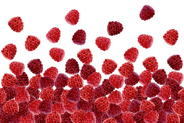  Raspberry on white background, hand drawn watercolor.