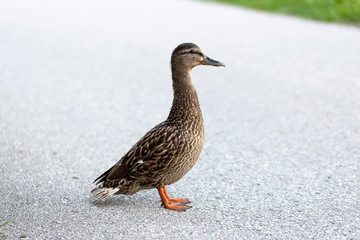Ente