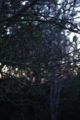 Bokeh behind branches