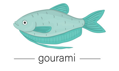 Vector colored illustration of aquarium fish. Cute picture of gourami for pet shops or children illustration.