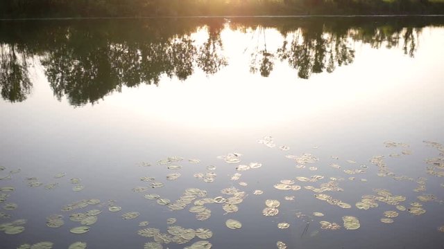 Beautiful view of sunset or sunrise countryside landscape. Sunny calm water of lake, pond or river with green leaves of lilly flowers floating on surface of water and reflected silhouettes of trees.
