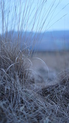 Pale Grass