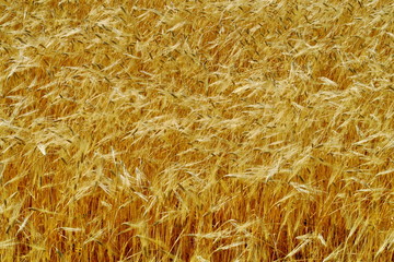Champd de blé blond avant la moisson.
