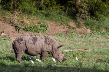 Naklejka premium Southern white rhinoceros in Kruger National park, South Africa