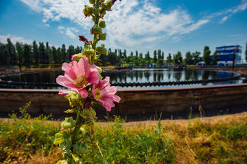 Fototapeta na wymiar Mallow flower on background of sewage treatment plant