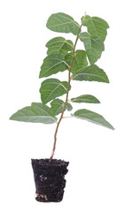 Hybrid ficus (F. carica x F. pumila). Stalk with green foliage isolated on white background