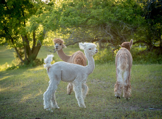 alpacas in a green pasture grazing.  Animals are white and light brown with big eyes, fuzzy heads and long eyelashes.  Low light is back lighting the animals