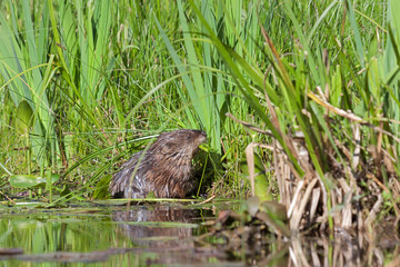 Muskrat Eating Pondweed