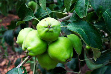 Green apples in the spring garden..