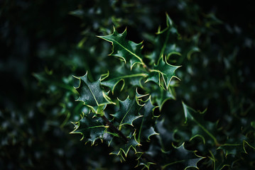 holly