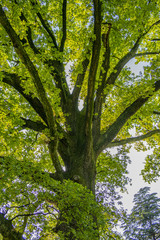 Oak tree branches with green leaves