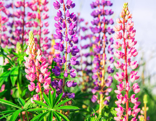 beautiful field of lupine flowers