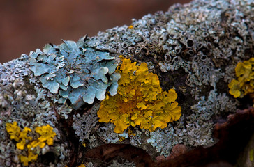 yellow and blue lichen on a tree trunk. close-up  