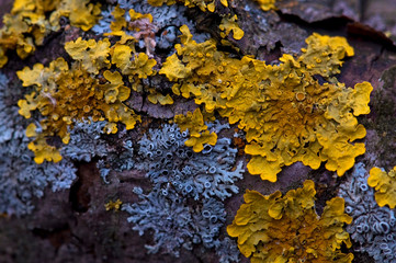 yellow and blue lichen on a tree trunk. close-up