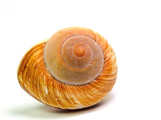 Schneckenhaus einer Meeresschnecke
