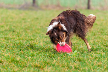 A border collie dog playing with a frisbee