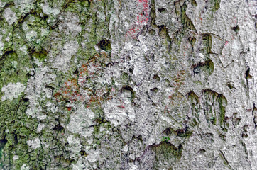 bark with initials