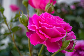 pinke Rose