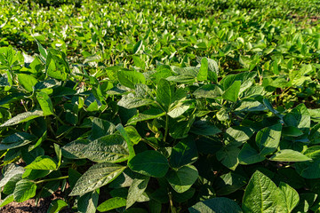 Green soy leaves and bushes on a farm fields in countryside in summer